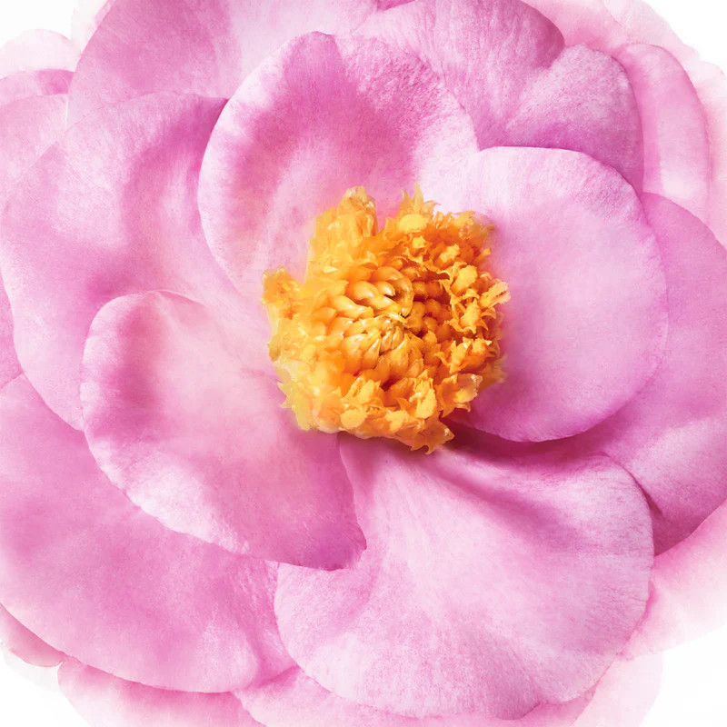 samponi/VN064803-High-Shine-Shampoo-400-ML.3webp